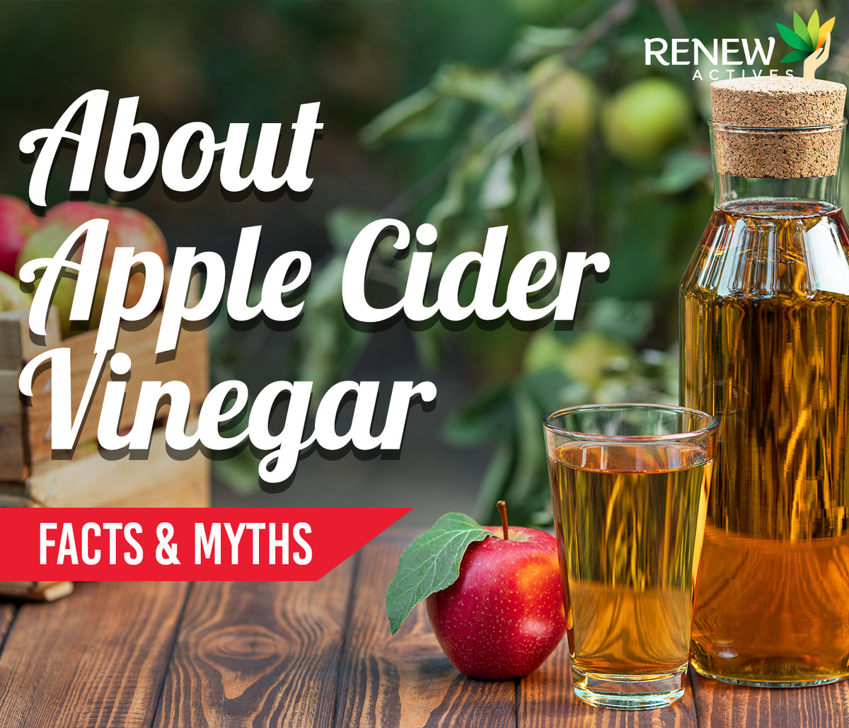 Facts & Myths About Apple Cider Vinegar – Renew Actives US