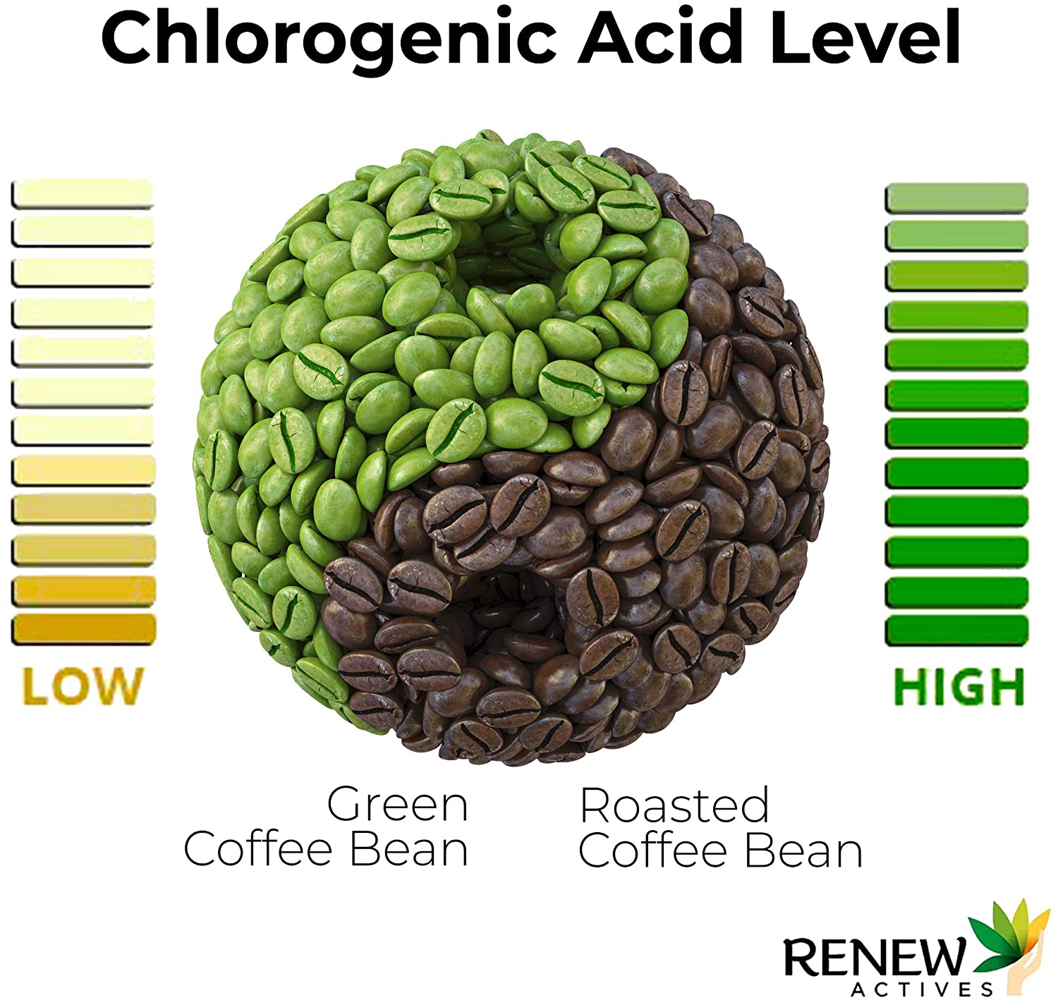 green coffee metabolism